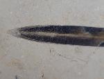 Hibolithes sp. (MONTFORT 1808) - Bild © FossNet FossilienStore